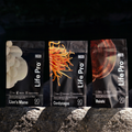 Kit Foco, Energia e Equilíbrio | Lions Mane + Cordyceps + Reishi